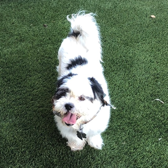 Meet your Posher, Stacey - Picture 6 of 8